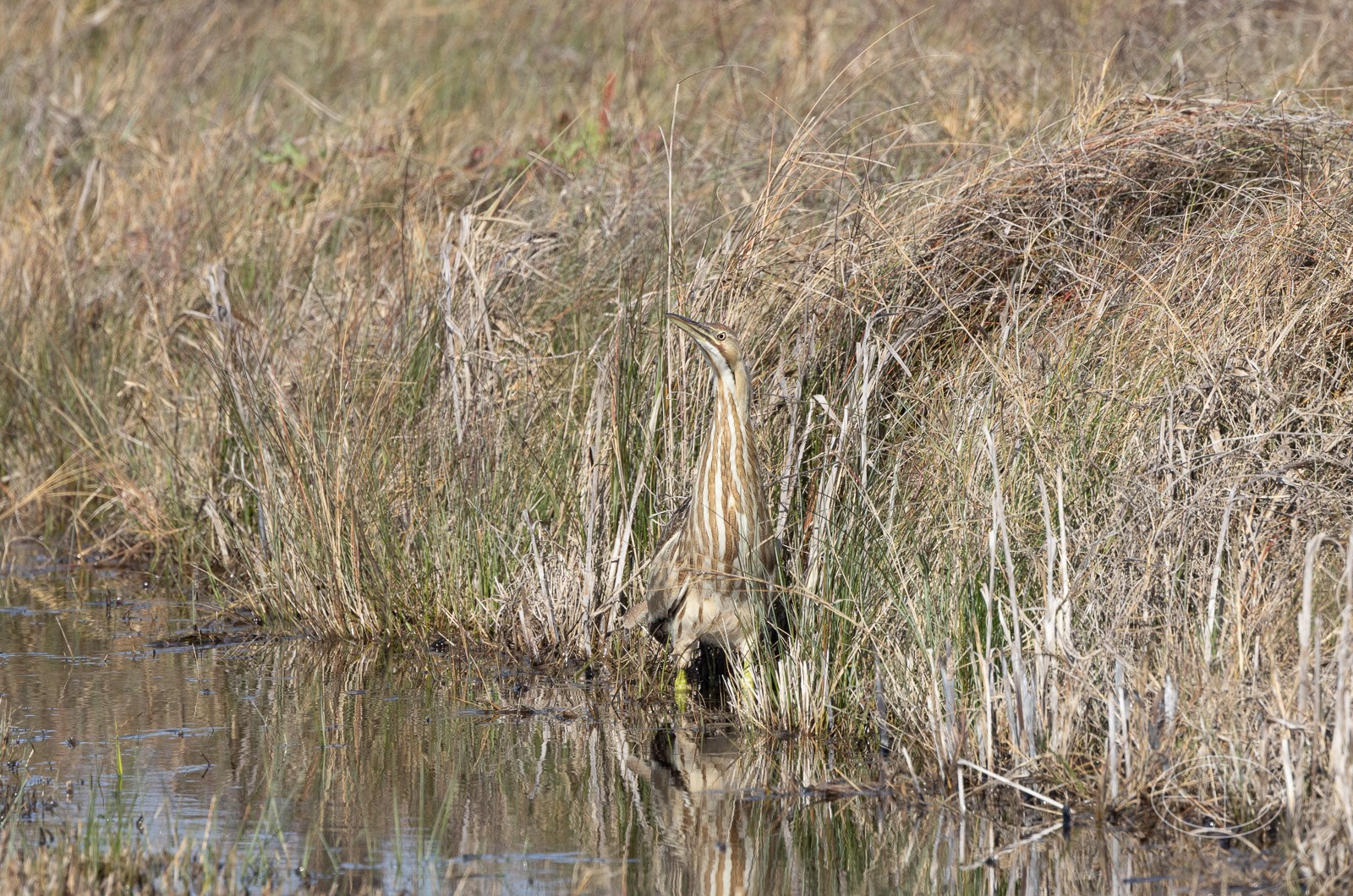 R7_C1131 Bittern.jpg | Canon RF Shooters Forums