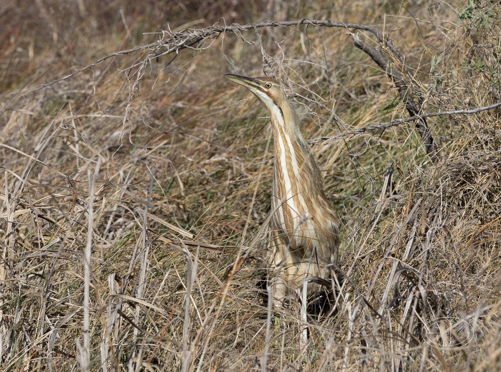 R7_C1235 Bittern.jpg | Canon RF Shooters Forums