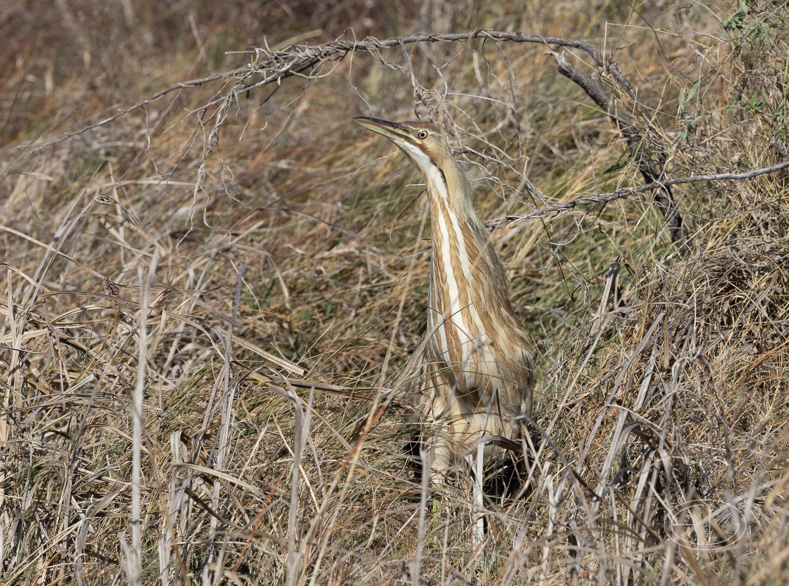 R7_C1235 Bittern.jpg