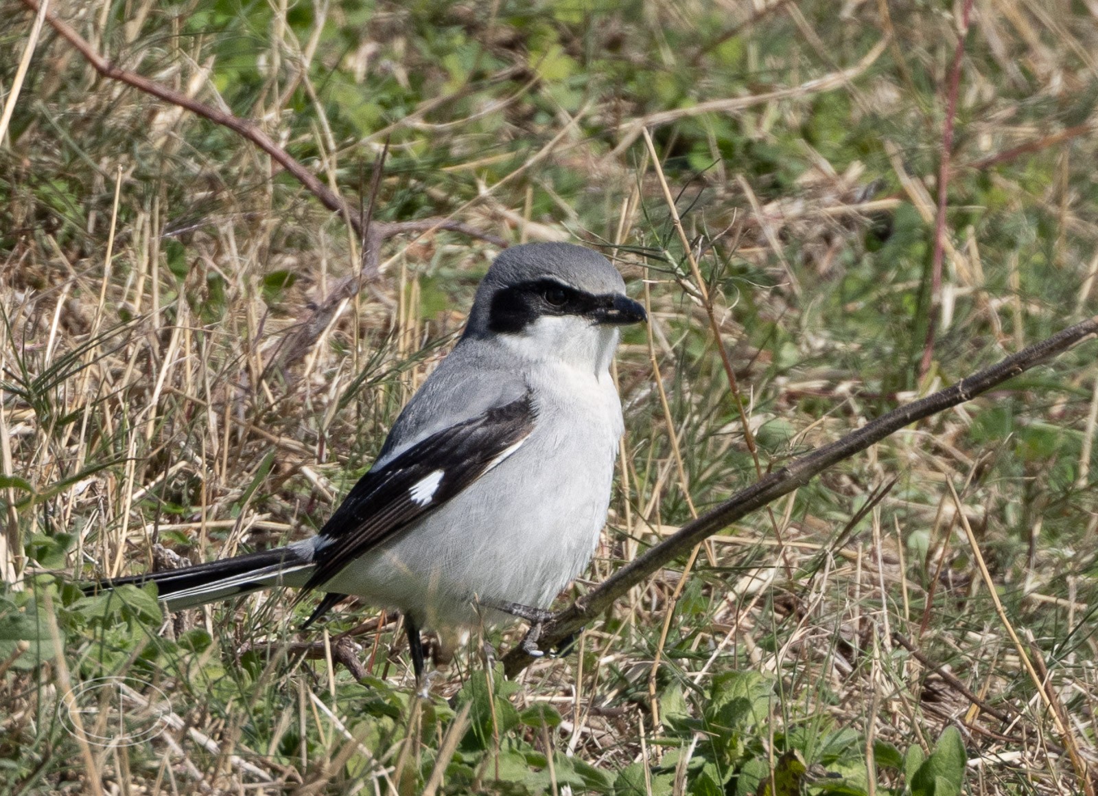 R7_C1330 Loggerhead Shrike.jpg