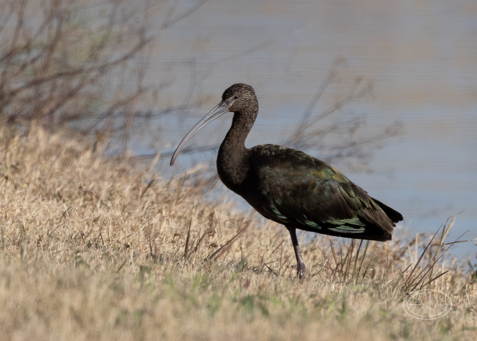 R7_C1369 Glossy Ibis.jpg