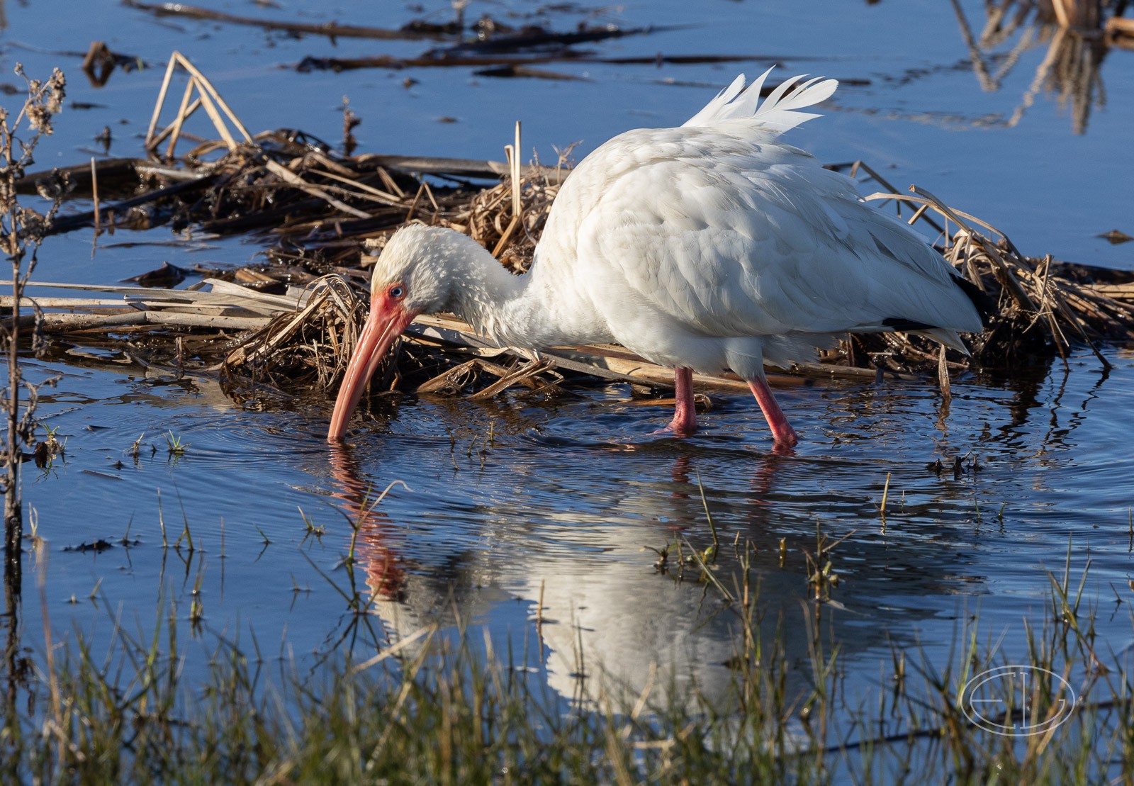 R7_C1488 White Ibis.jpg