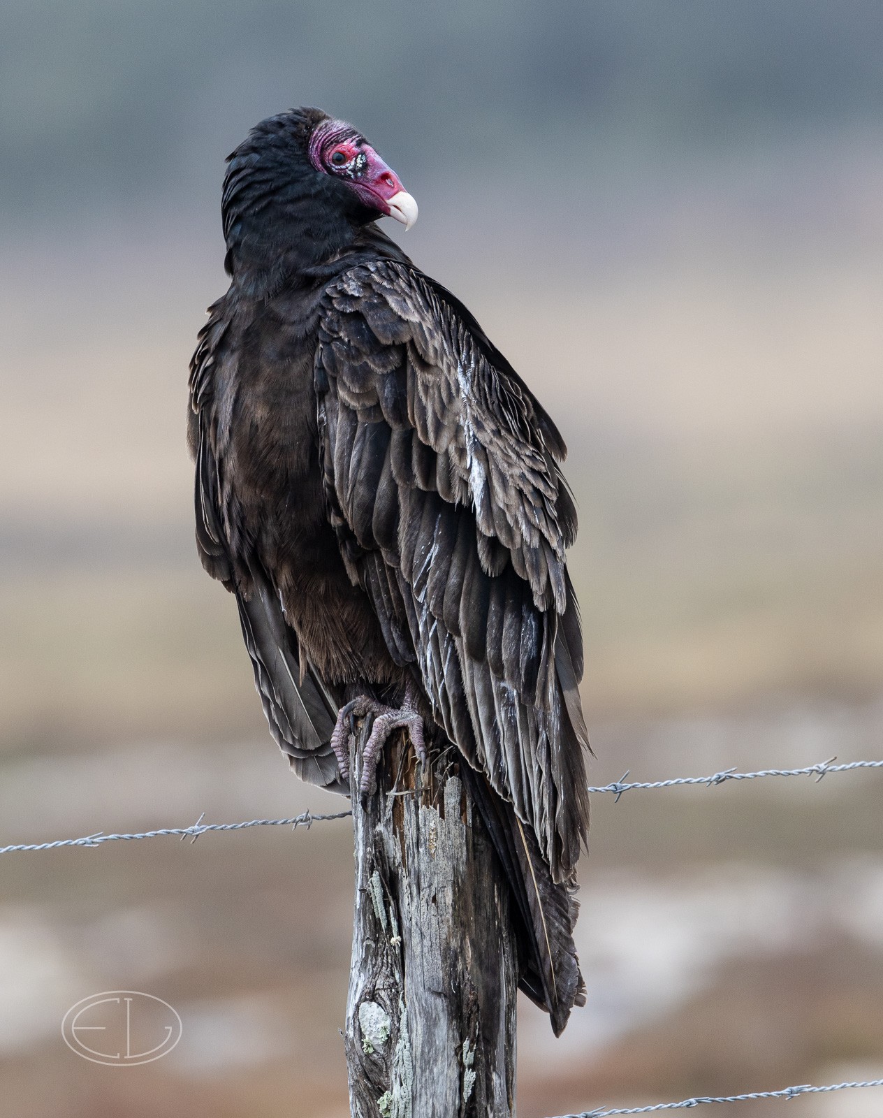 R7_C3393 Turkey Vulture.jpg