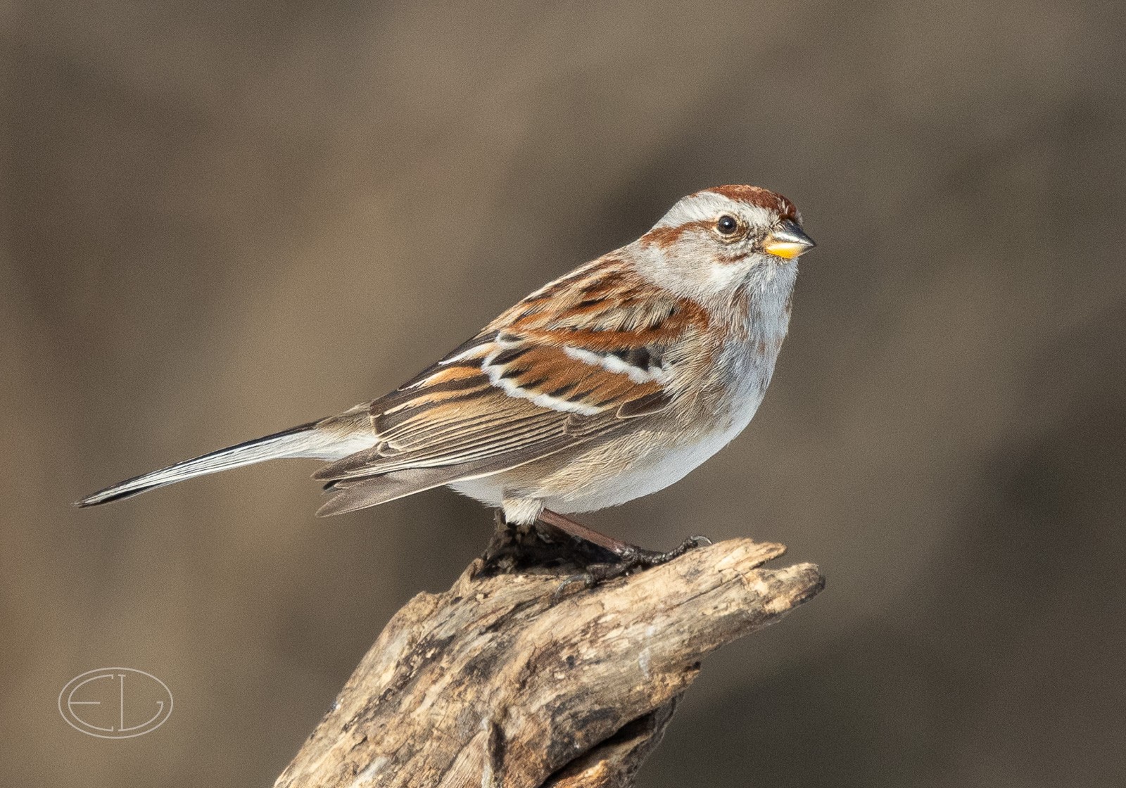 R7_C4140 American Tree Sparrow.jpg