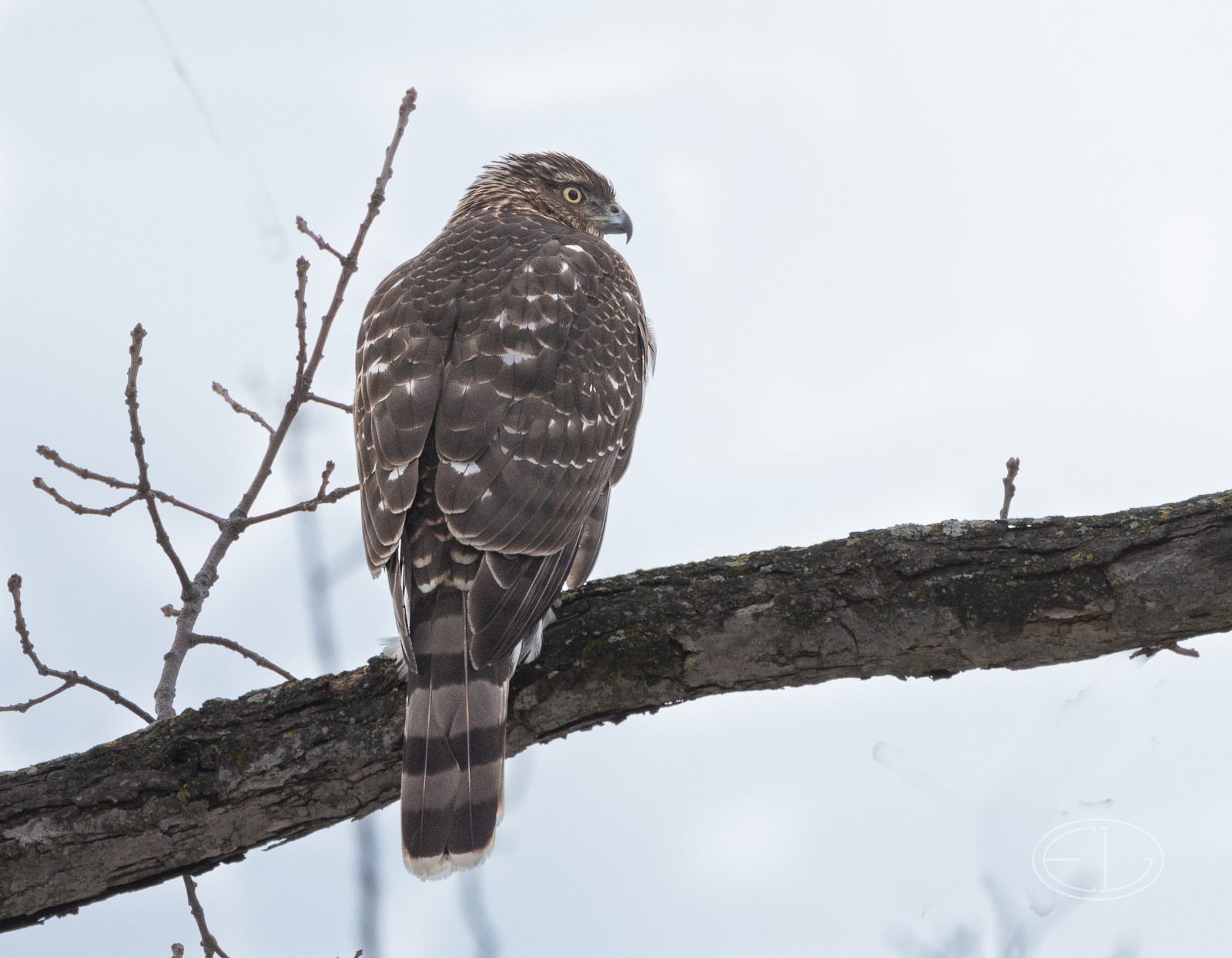 R7_C4238 Cooper's Hawk.jpg