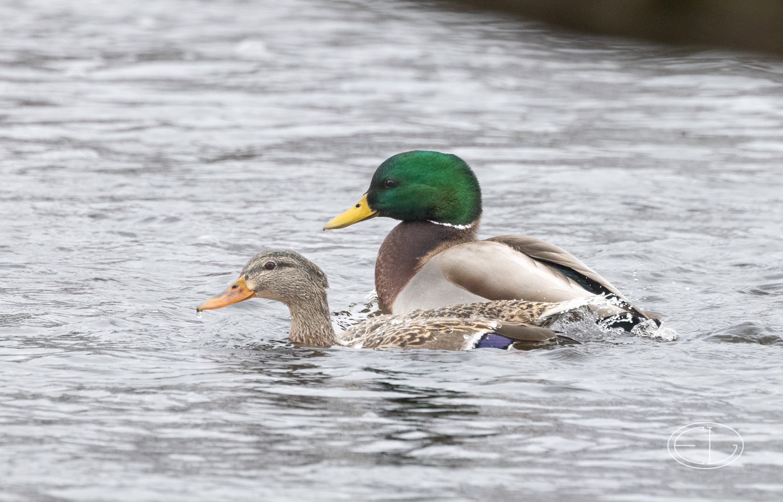 R7_C4301 Mallards.jpg