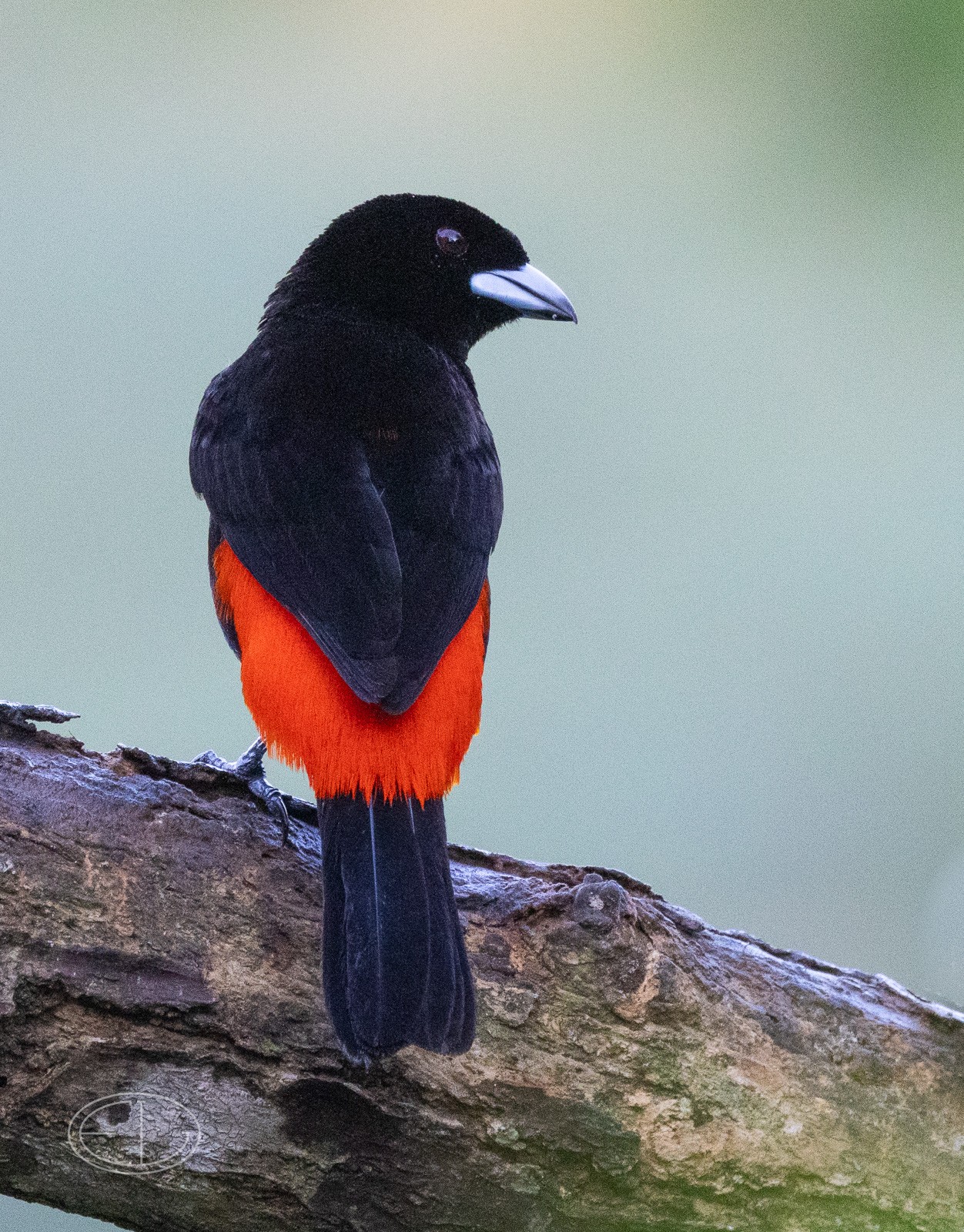 R7_C4481 Scarlet-rumped Tanager.jpg