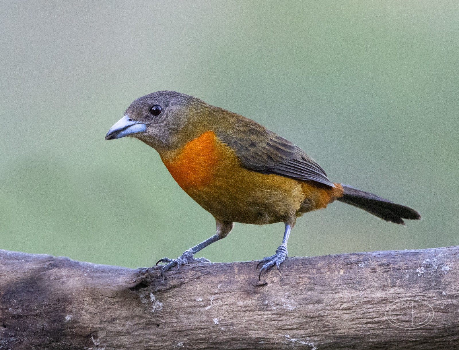 R7_C4498 Scarlet-rumped Tanager (F).jpg