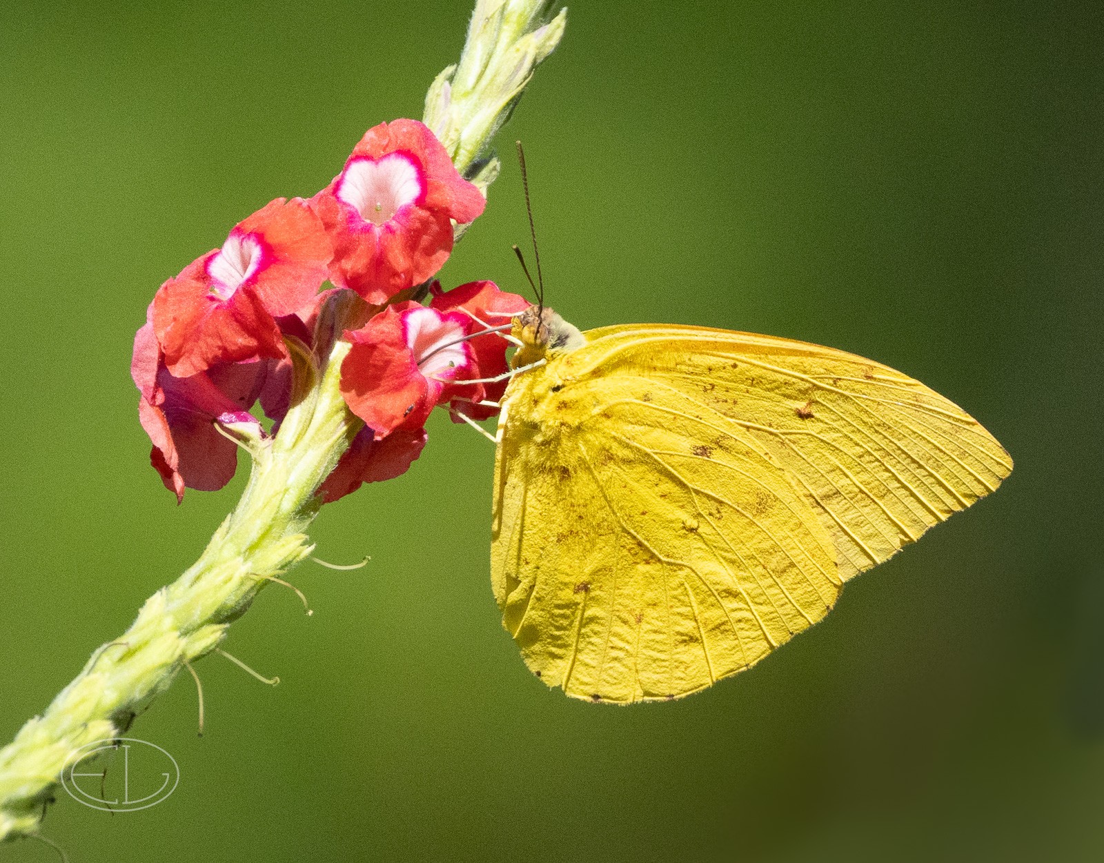 R7_C5348 Yellow butterfly.jpg