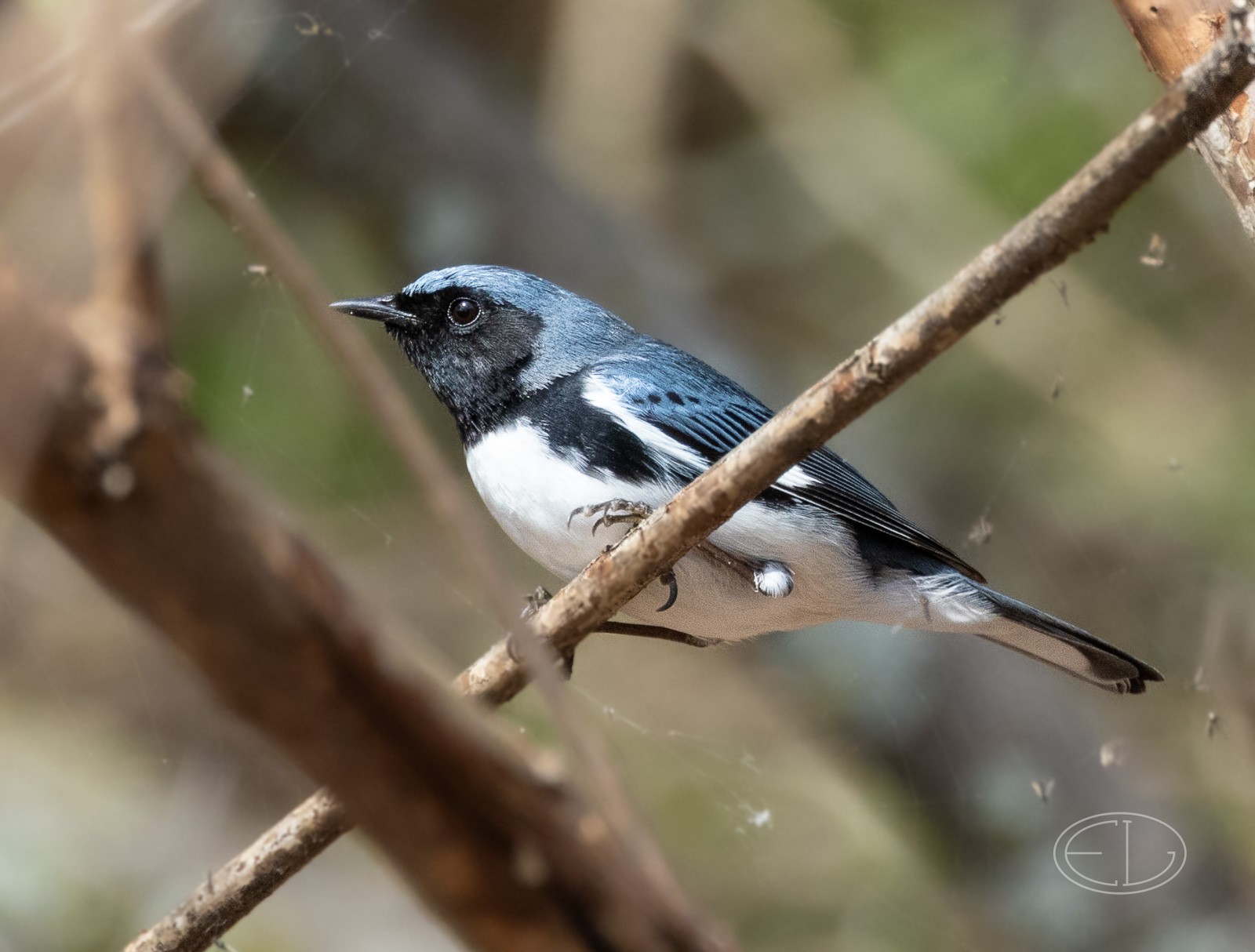 R7_D0075 Black-throated Blue Warbler.jpg