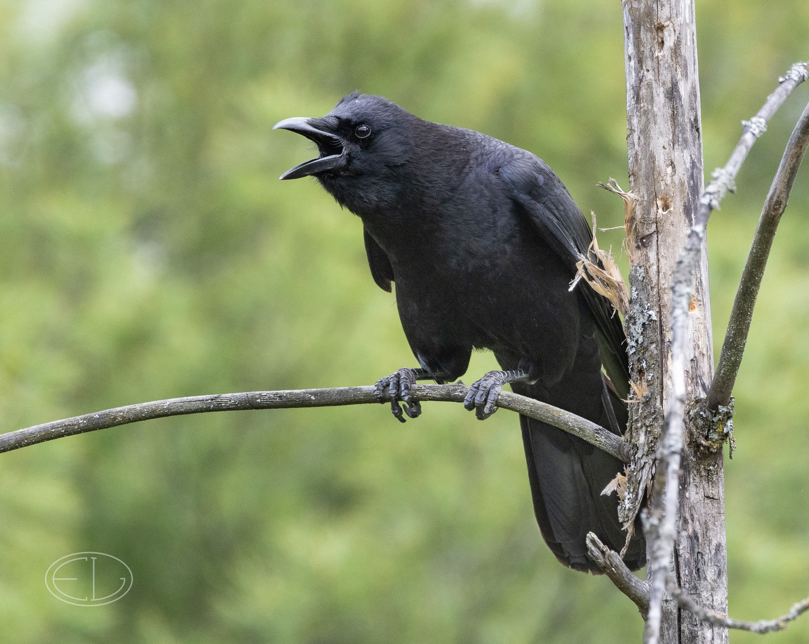 R7_D0432 Crow.jpg