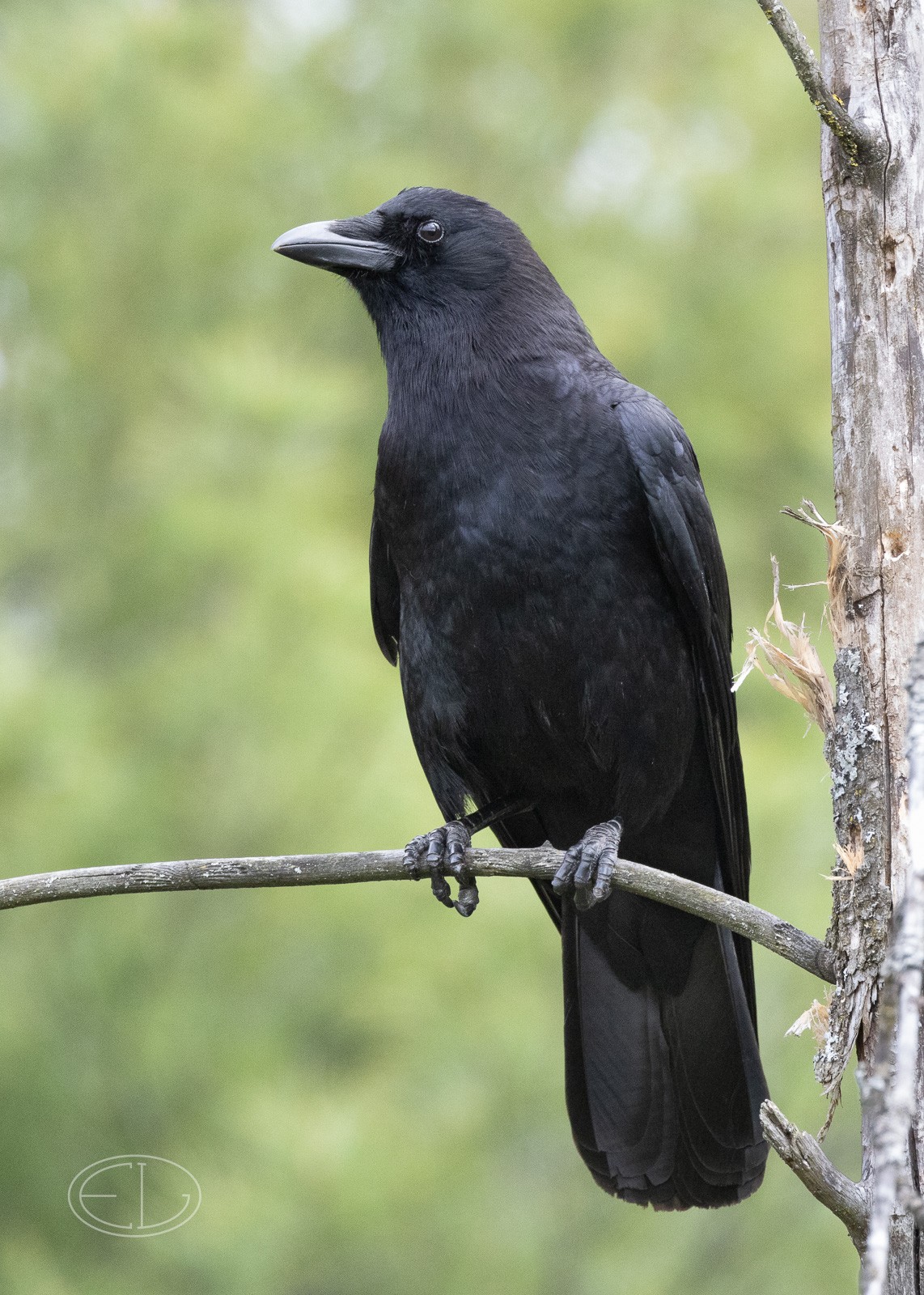 R7_D0447 Crow.jpg