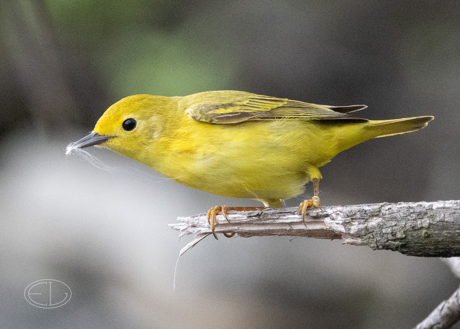 R7_D1210 Yellow Warbler.jpg