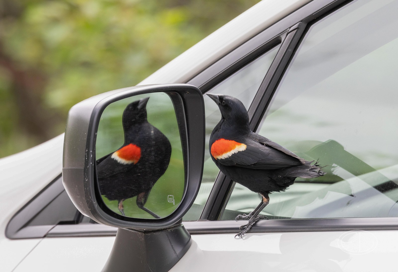 R7_D1877 Red-winged Blackbird.jpg