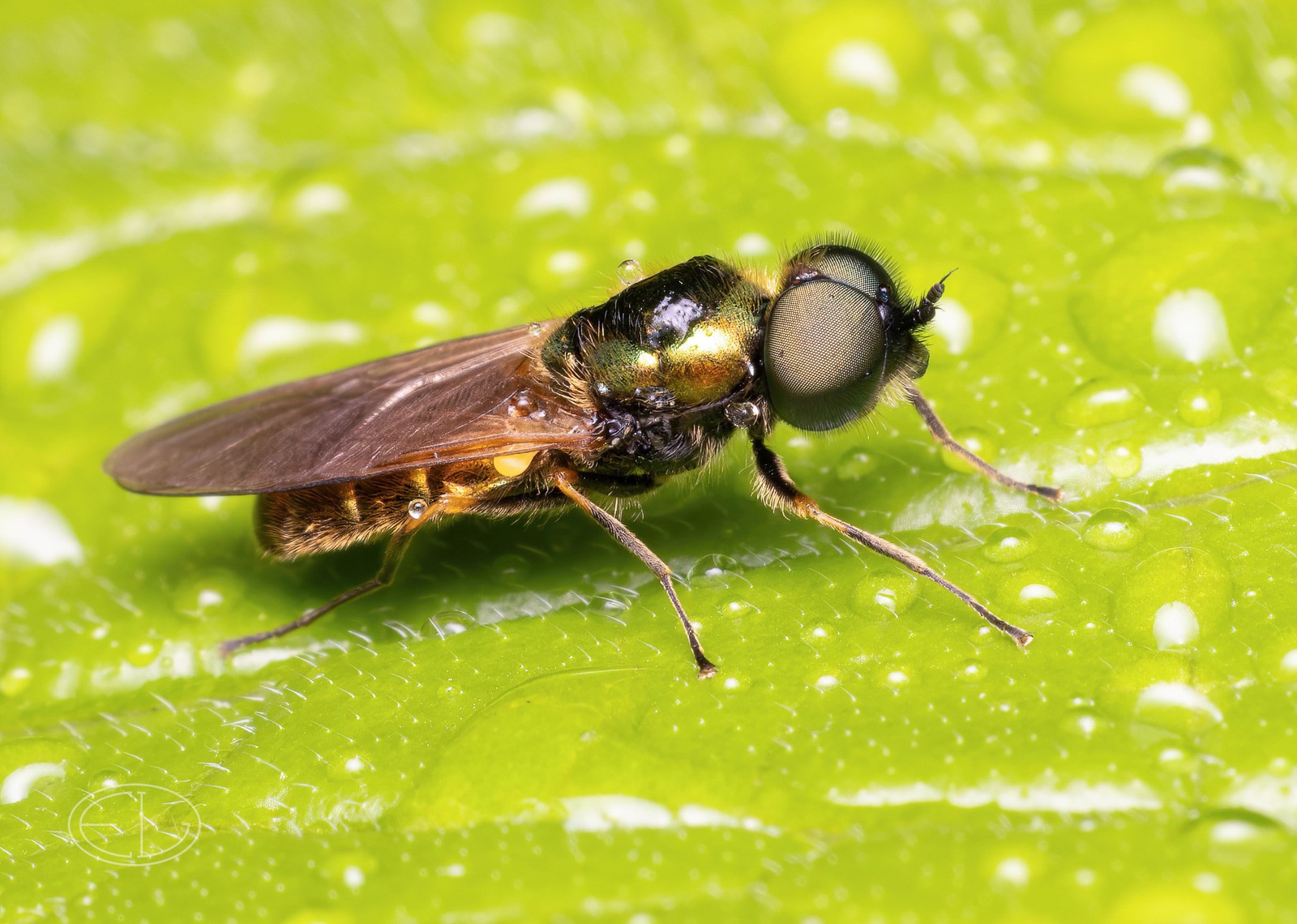 R7_D2169 Broad Centurion Fly, Chloromyia formosa-Edit.jpg