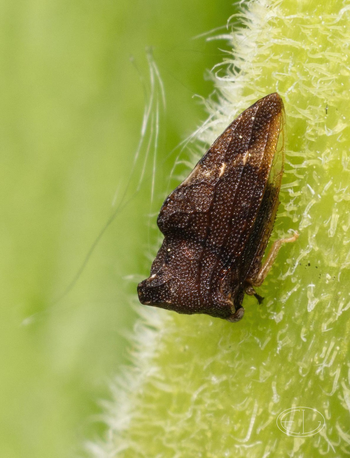 R7_D2193 Treehopper-Edit.jpg | Canon RF Shooters Forums