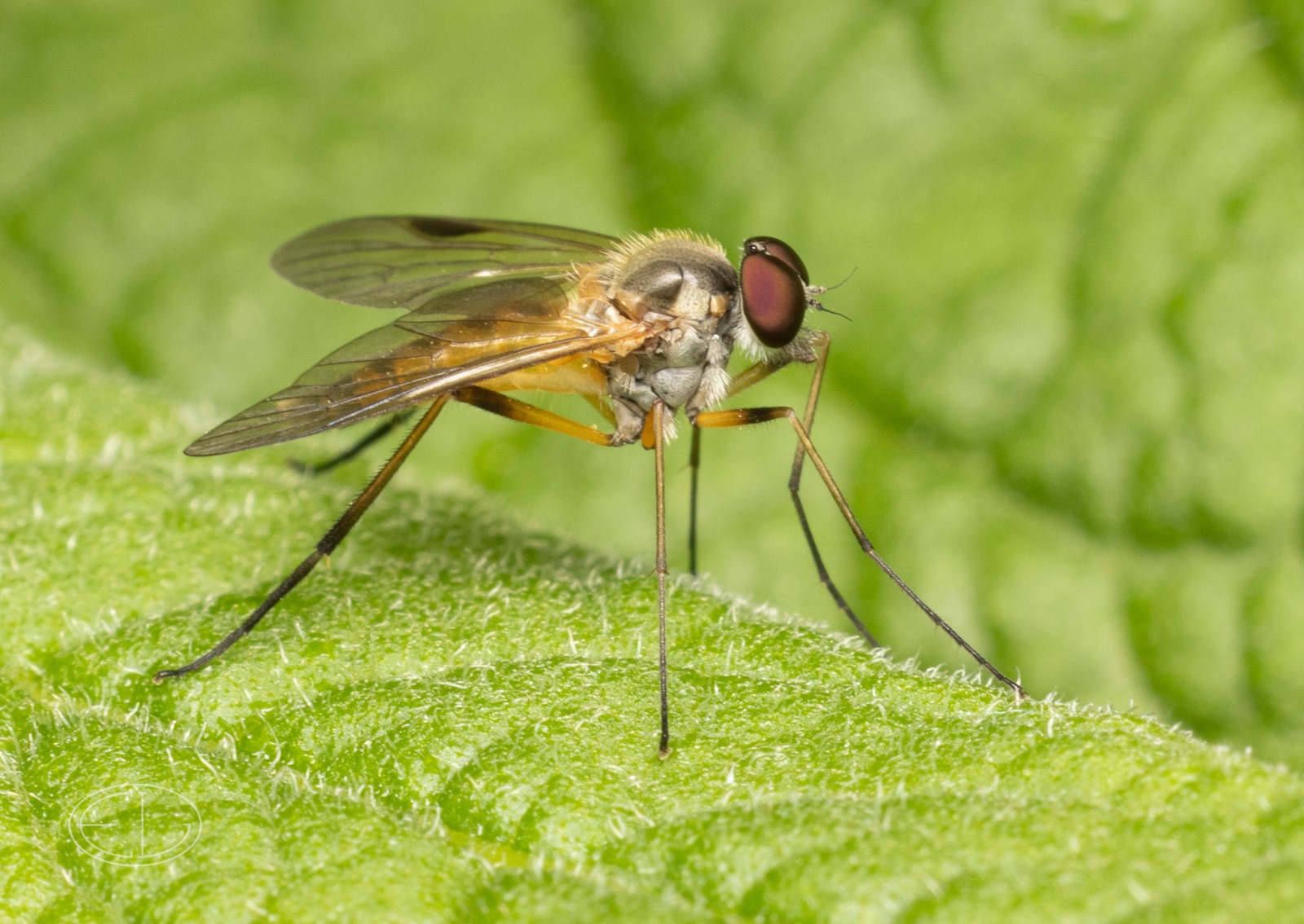 R7_D2212 Long-legged Fly.jpg