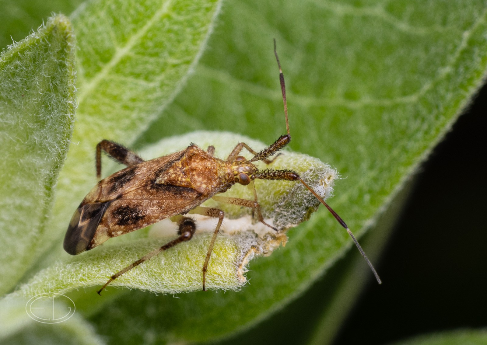 R7_D3319 Clouded Plant Bug.jpg | Canon RF Shooters Forums