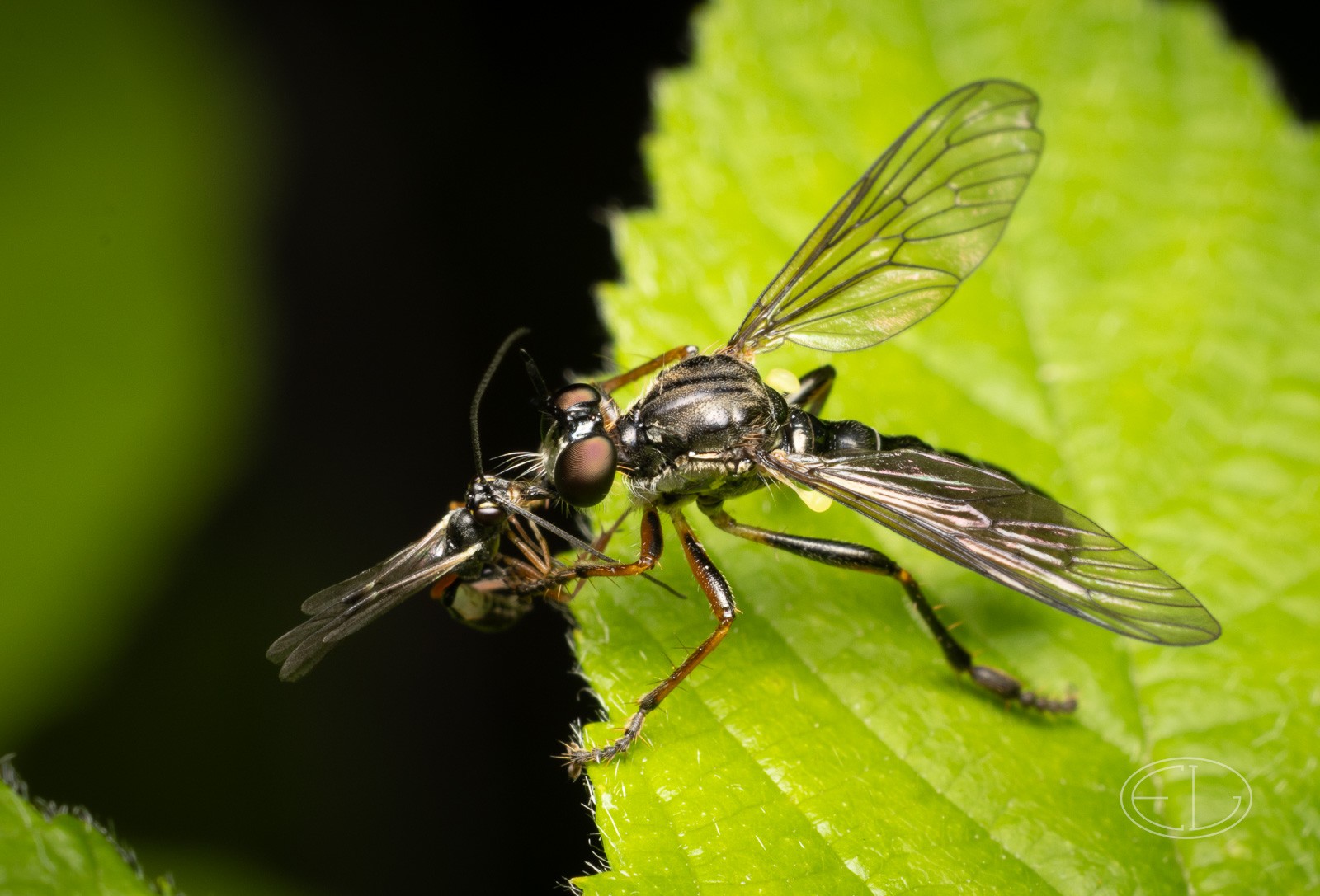 R7_D3345 Robber fly - Dioctria sp.jpg | Canon RF Shooters Forums