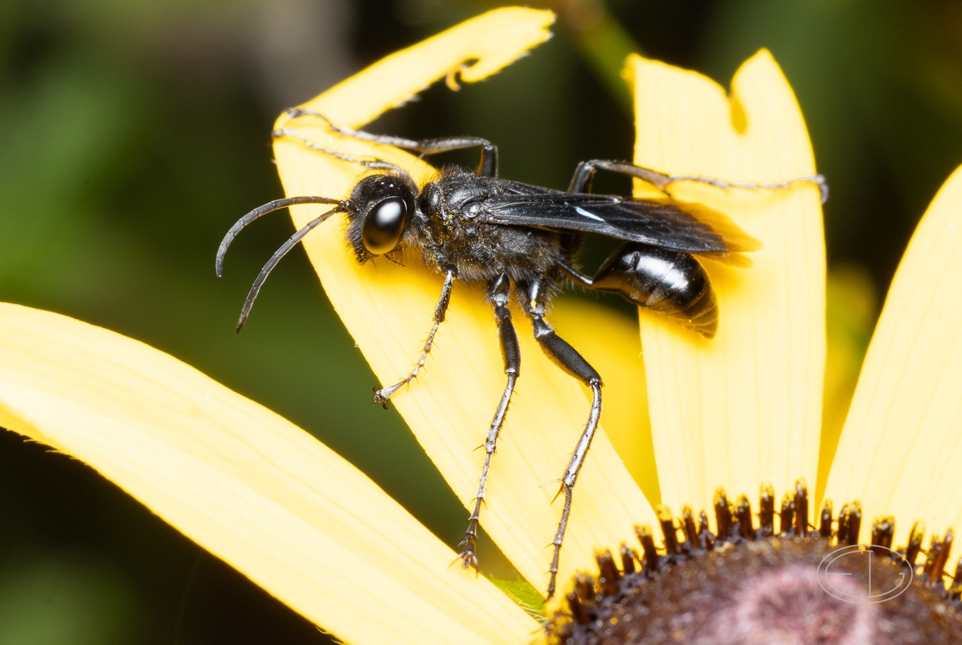R7_D3421 Spider Wasp, Anoplius.jpg