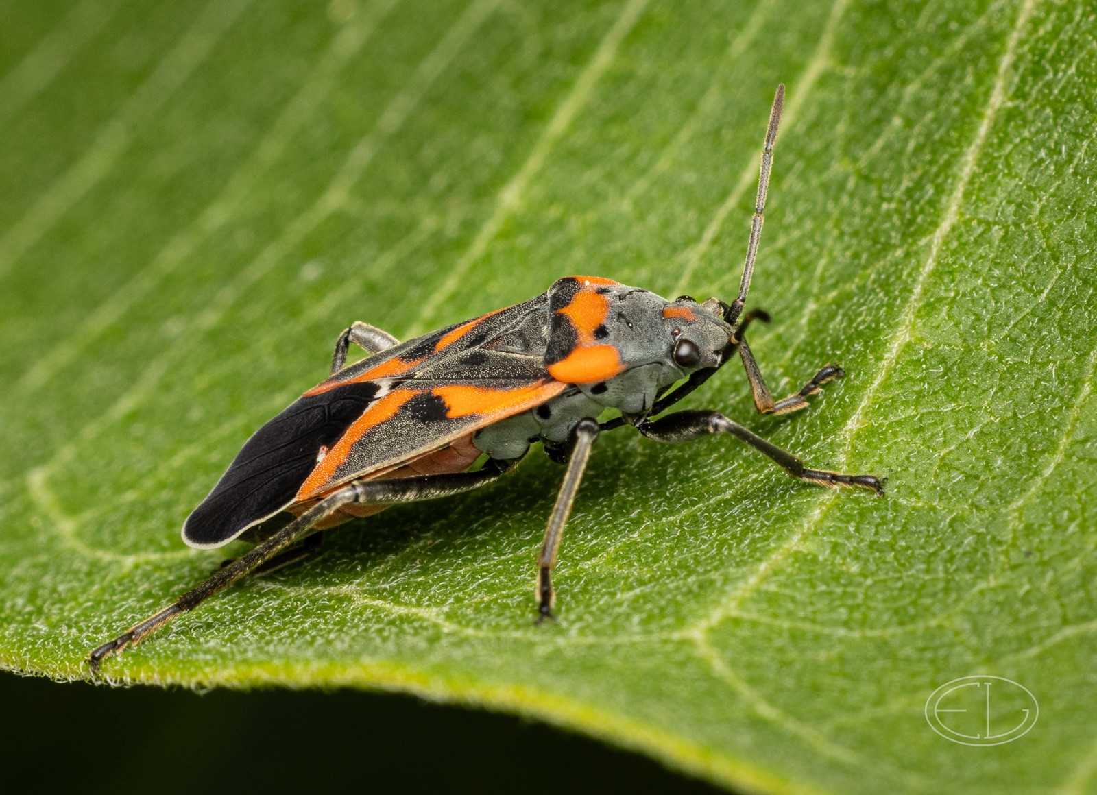 R7_D3429 Milkweed Bug, Lygaeus kalmii.jpg