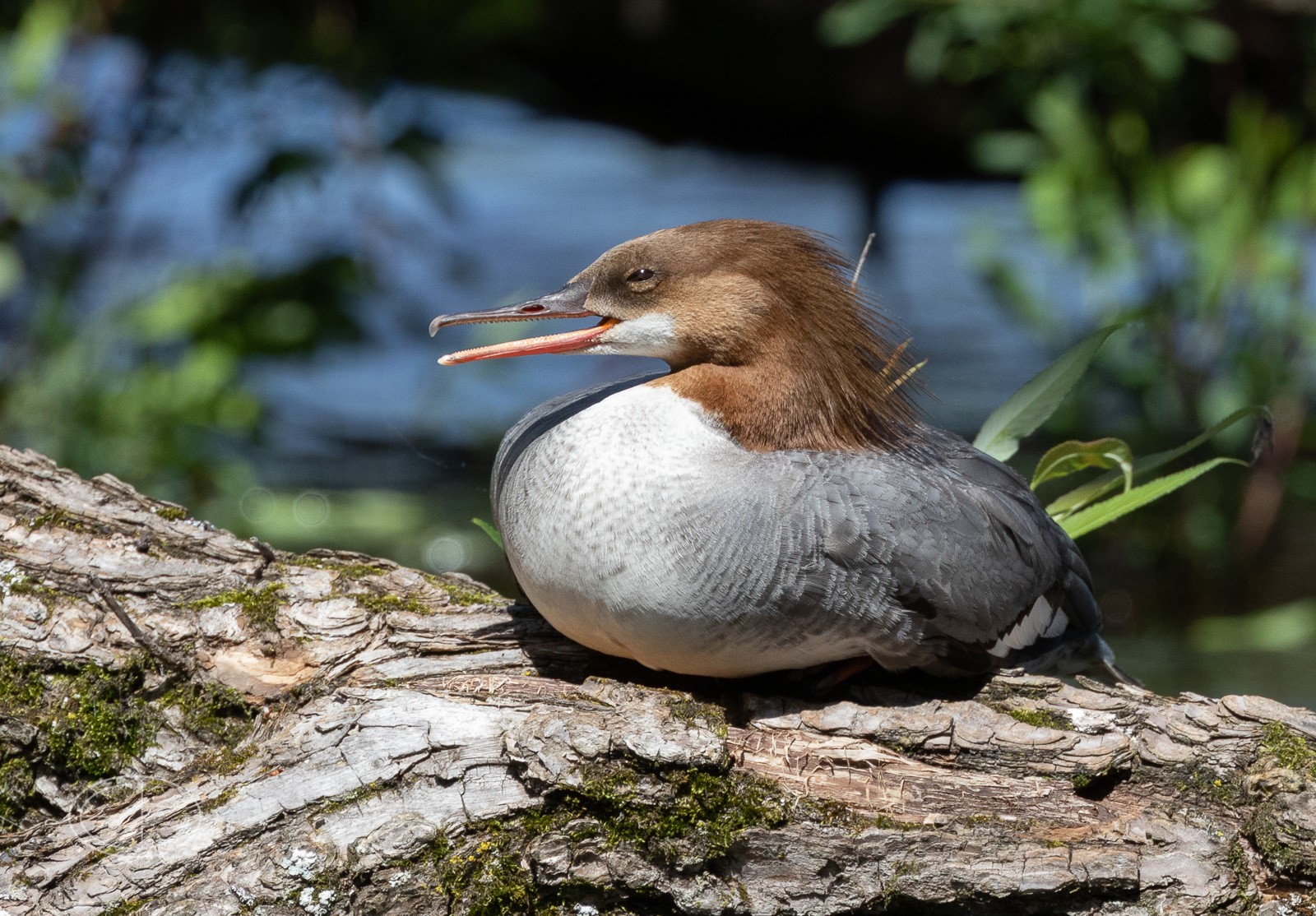 R7_D3579 Merganser.jpg