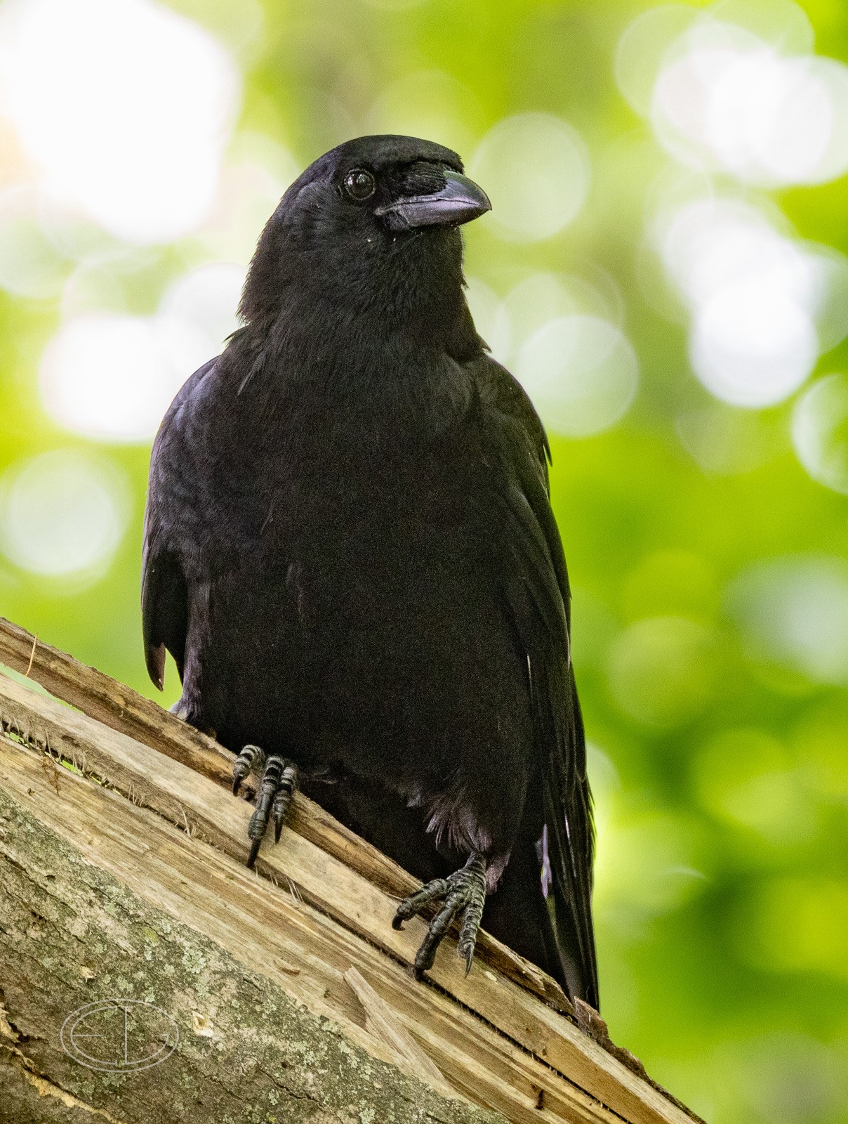 R7_D4058 Crow.jpg | Canon RF Shooters Forums