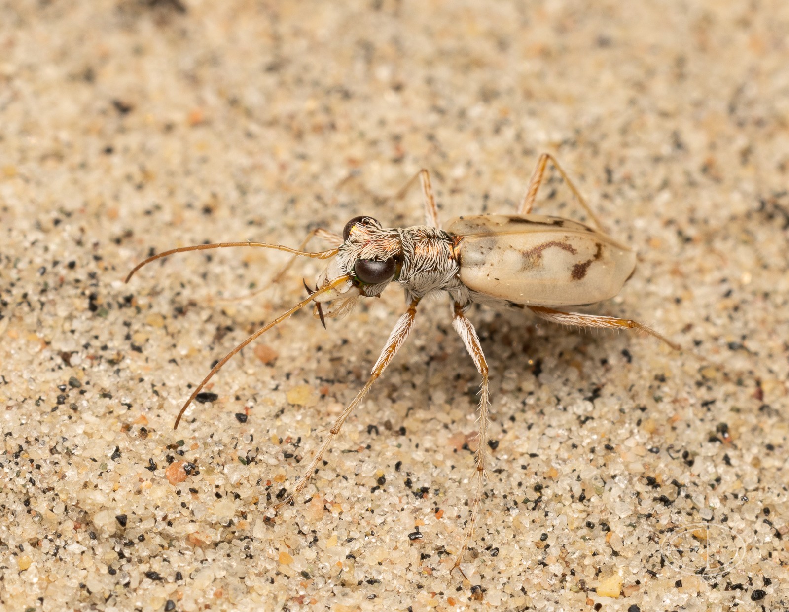 R7_D5540 Ghost Tiger Beetle.jpg