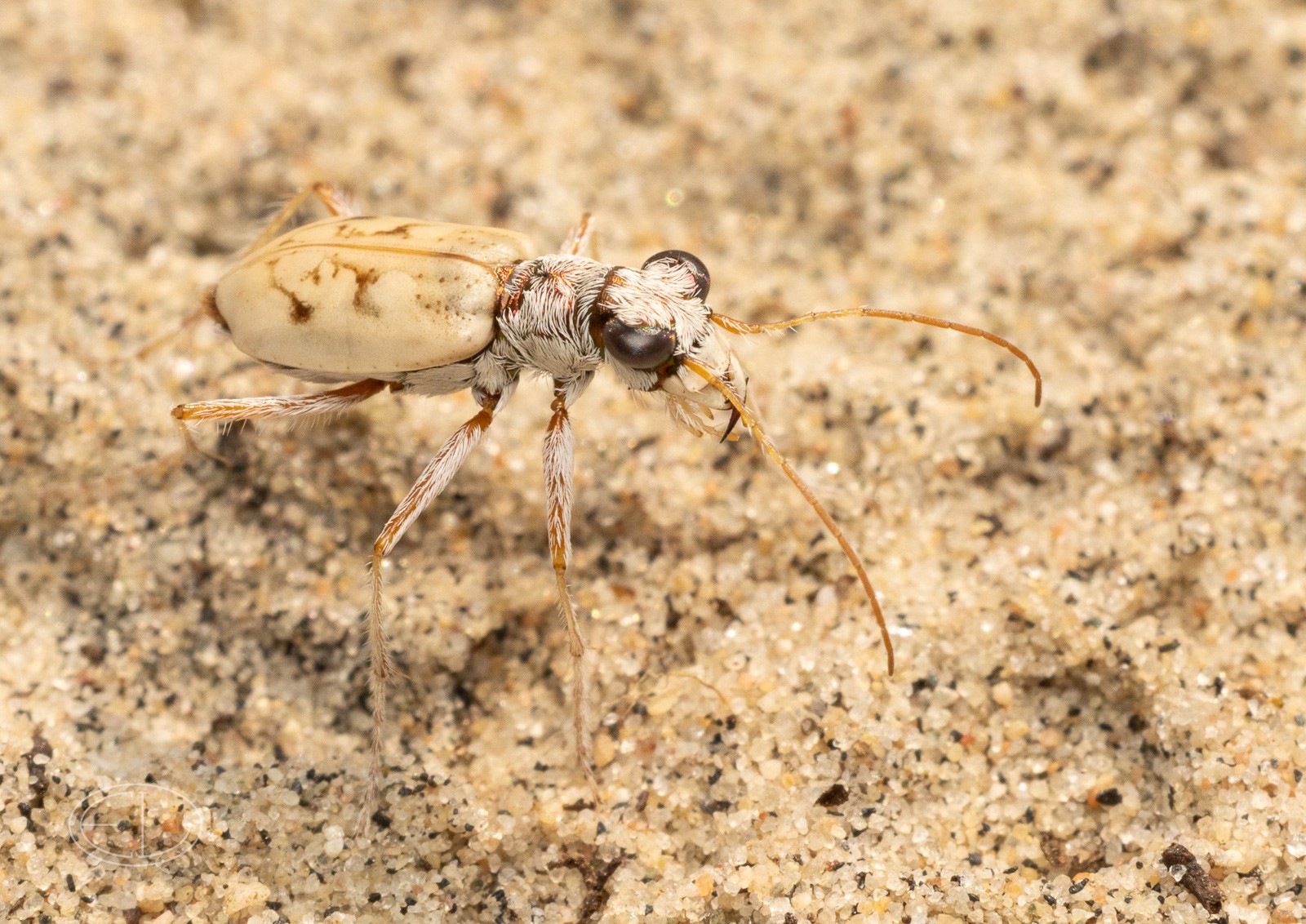 R7_D5561 Ghost Tiger Beetle.jpg