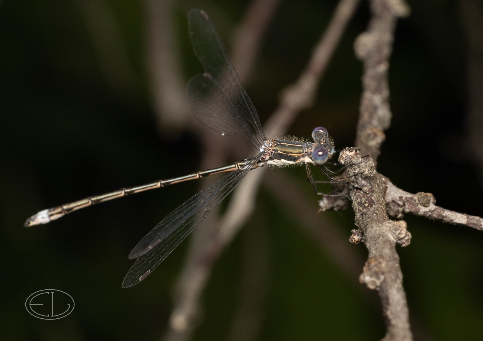 R7_D5610 Damselfly.jpg