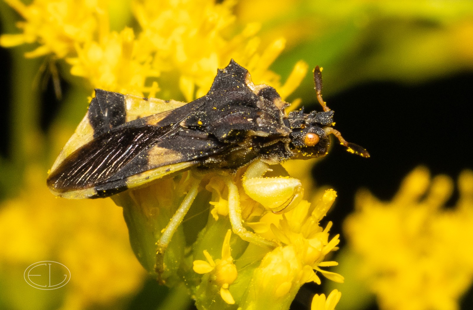 R7_D6084 Ambush Bug.jpg | Canon RF Shooters Forums