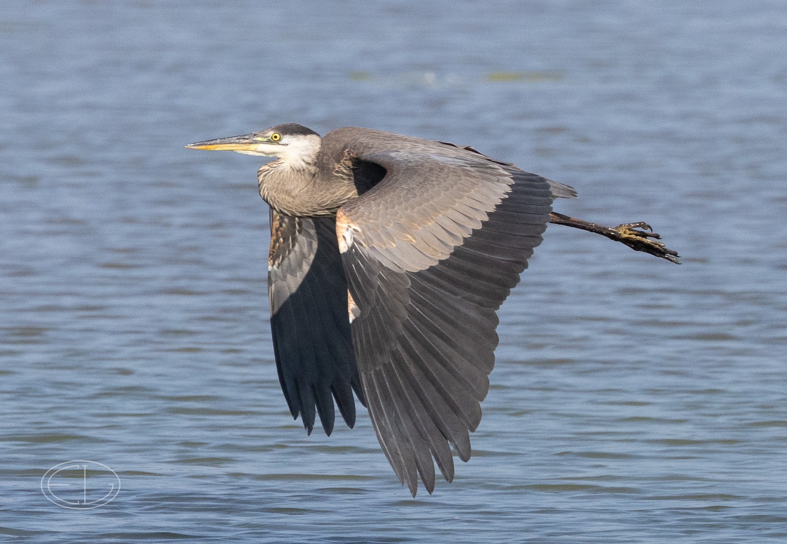 R7_D6394 Great Blue Heron.jpg