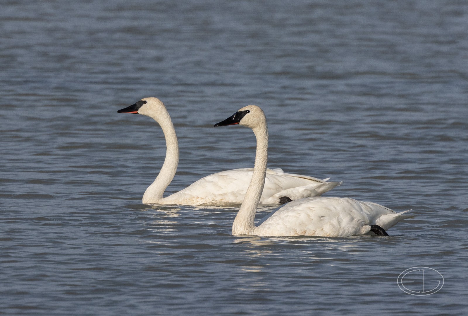 R7_D6486 Trumpeter Swan.jpg