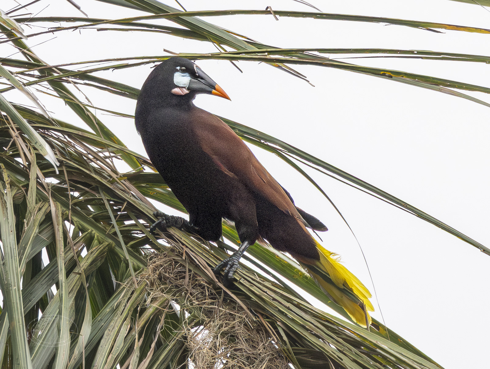 R7_D9746  Montezuma Oropendola-Enhanced-NR.jpg