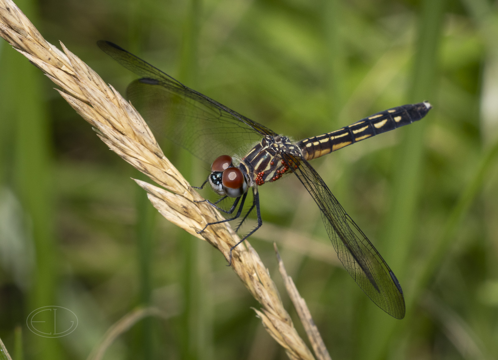 R7_E6986 Dragonfly w Trombidiidae (mite) larvae noflash.jpg