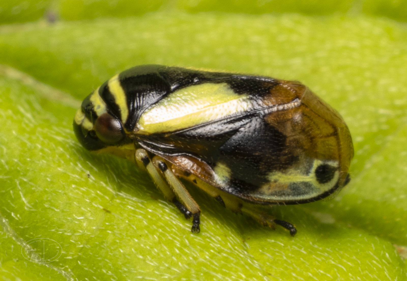 R7_E7010 Dogwood Spittlebug.jpg