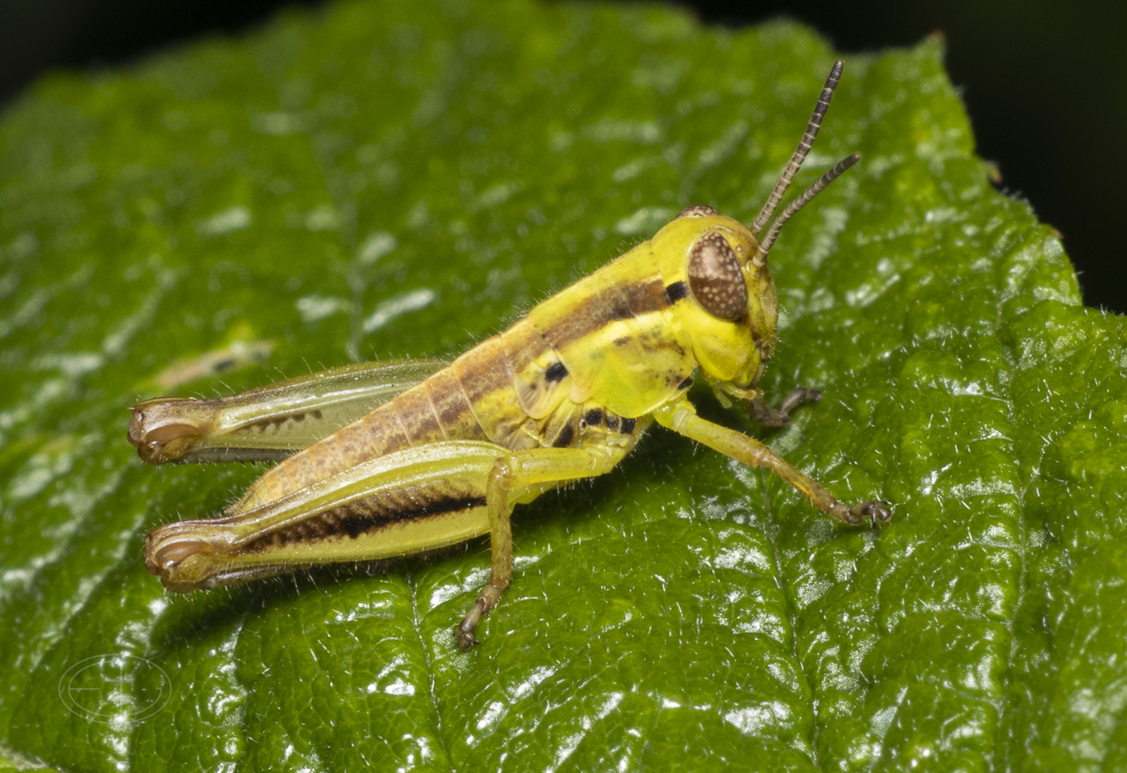 R7_E7023 Grasshopper nymph.jpg