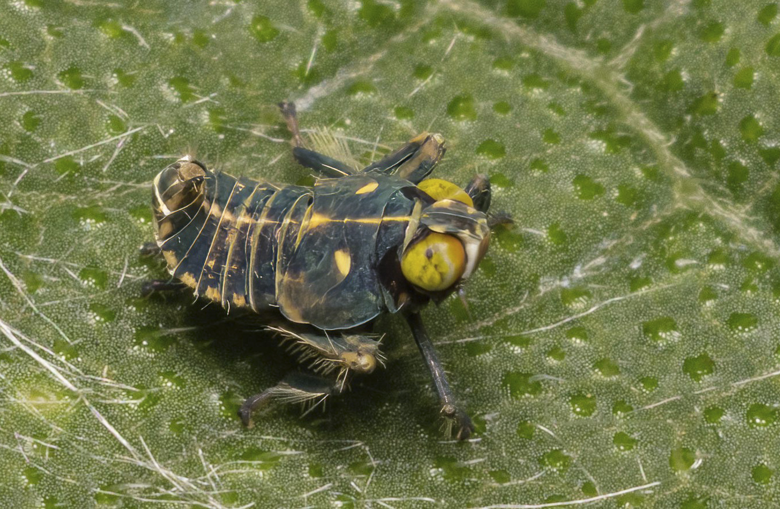 R7_E7166 Leafhopper nymph.jpg