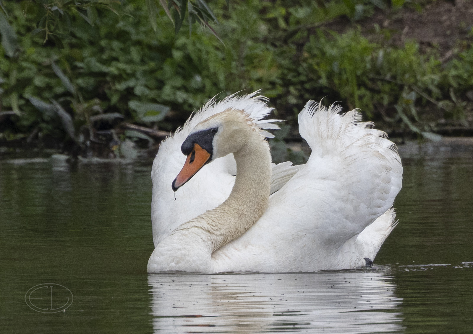 R7_E7688 Mute Swan.jpg