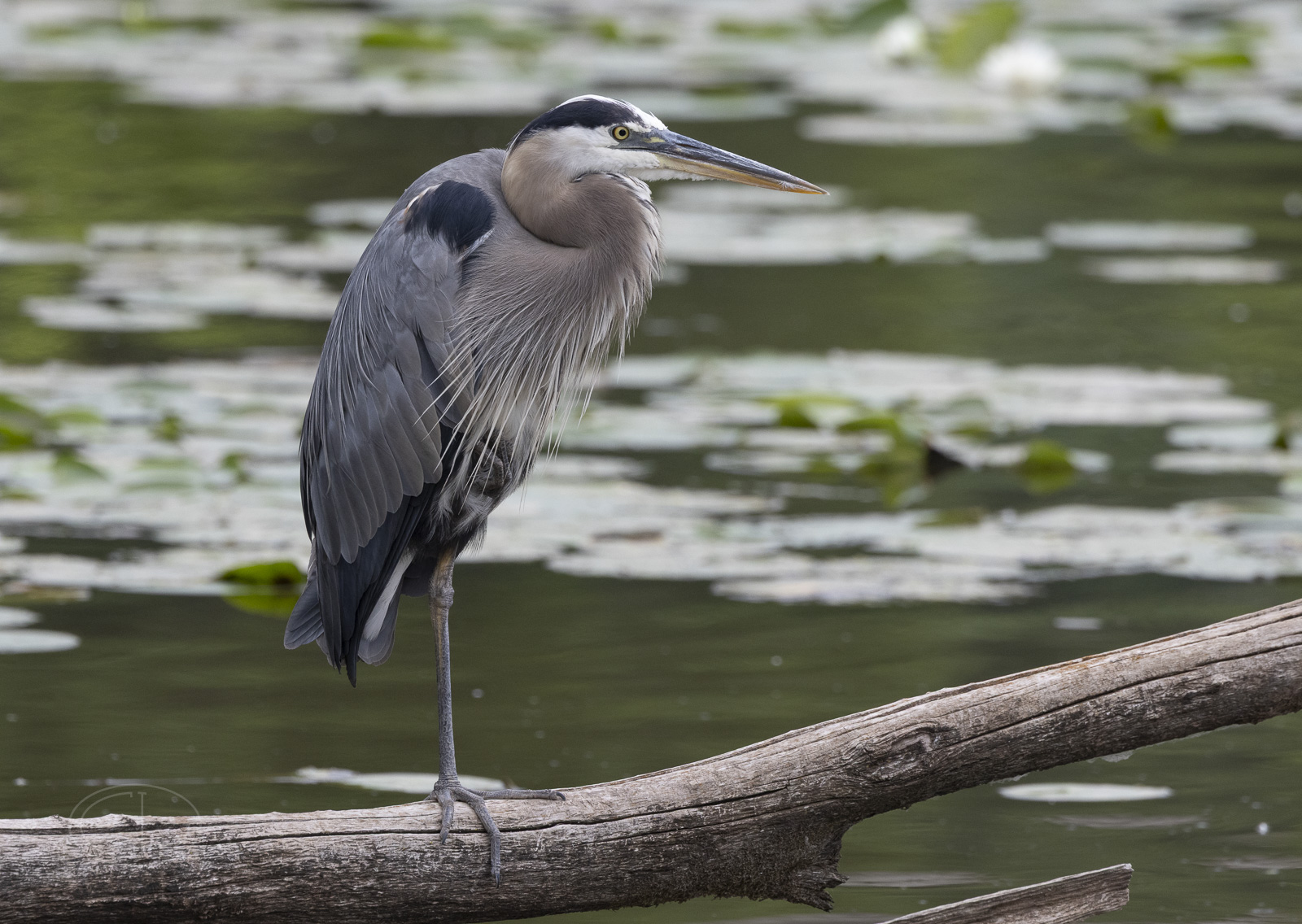 R7_E7757 Great Blue Heron.jpg
