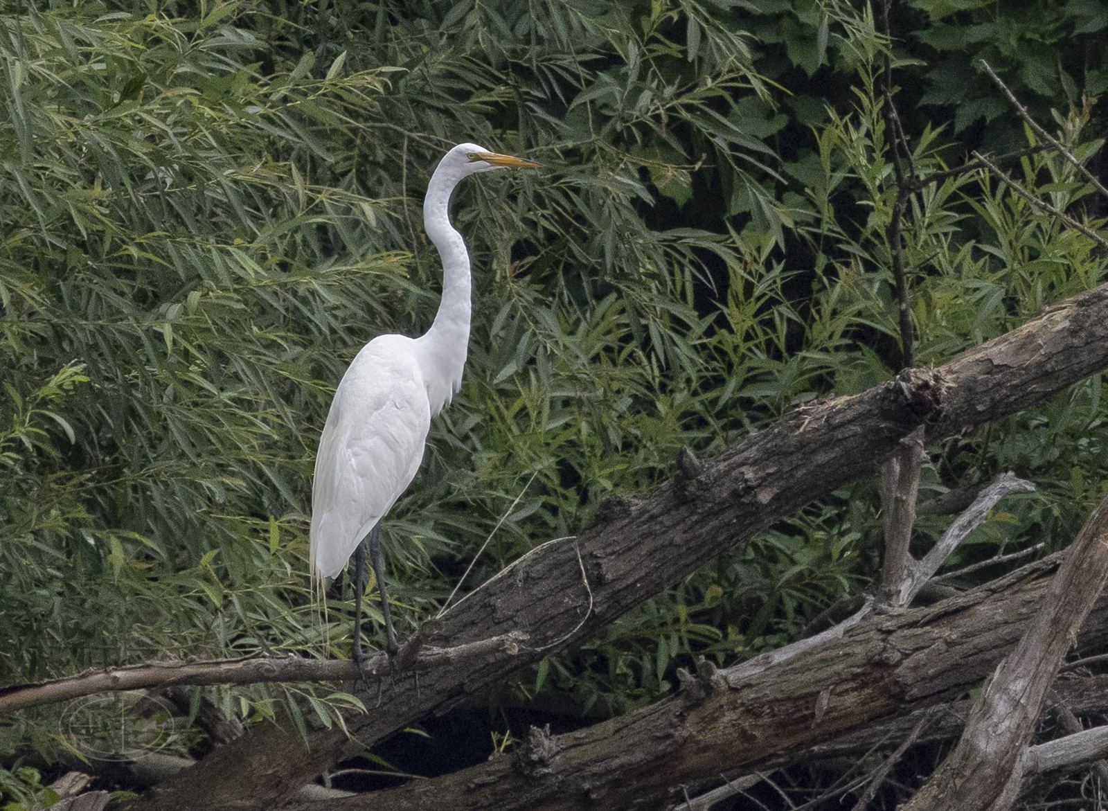 R7_E7808 Great Egret-Edit.jpg