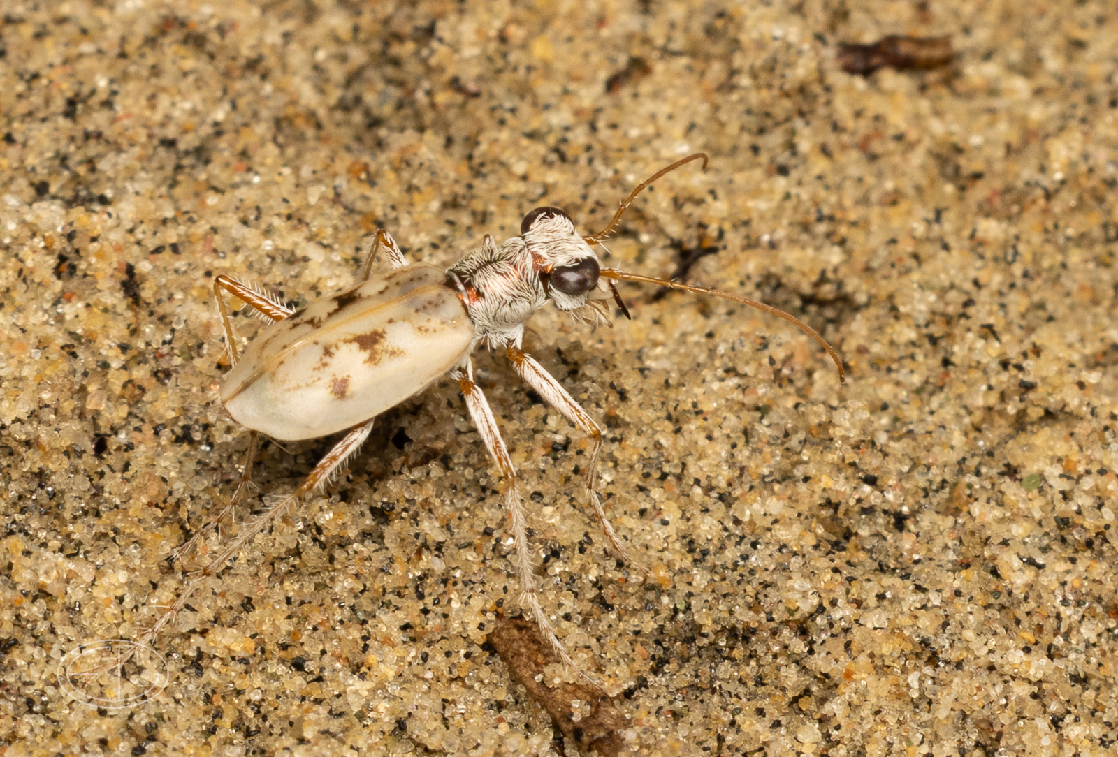 R7_E8085 Ghost Tiger Beetle.jpg