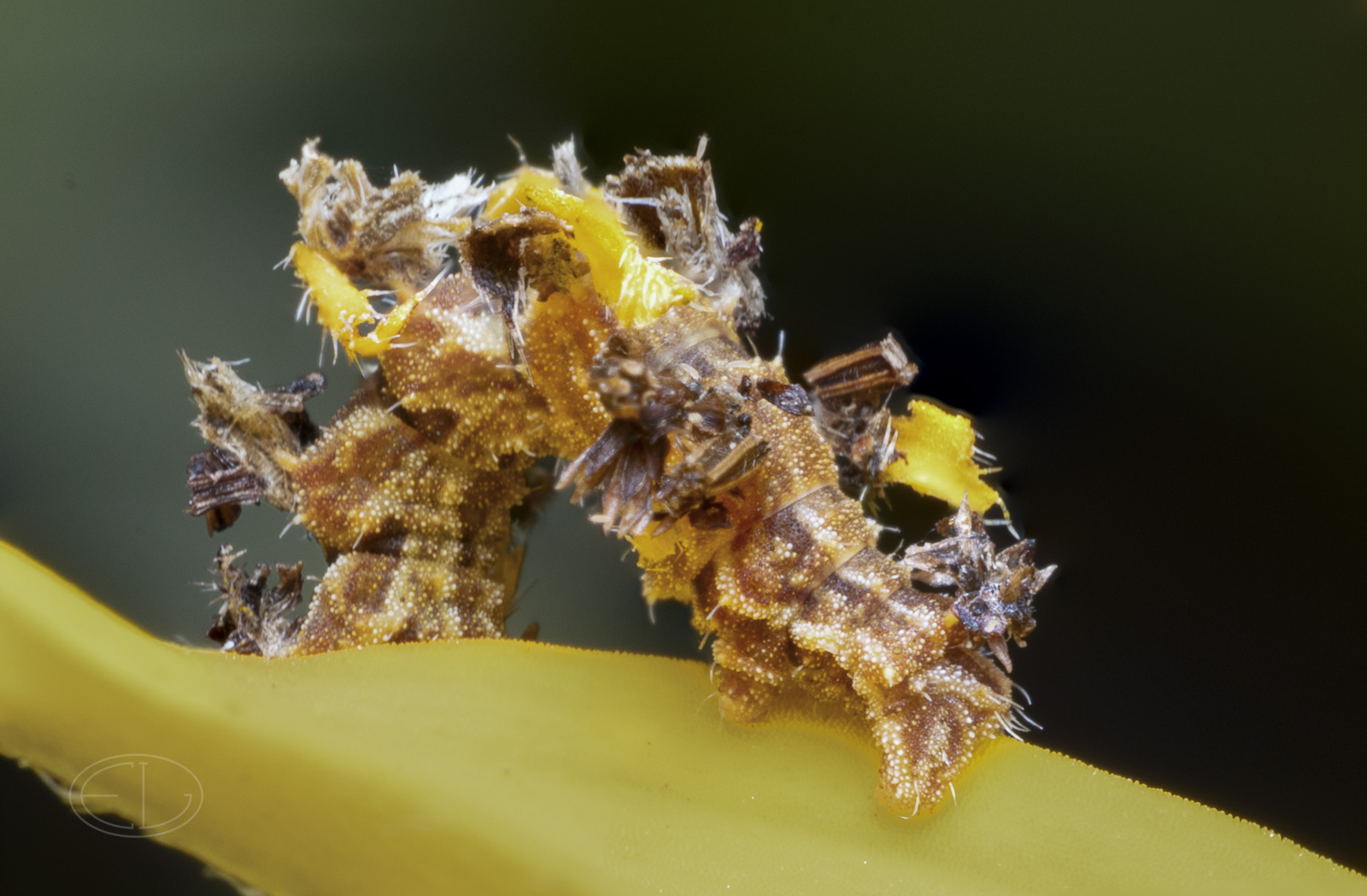 R7_E8268-69 Wavy-lined Emerald Moth - Camouflaged looper Stack.jpg