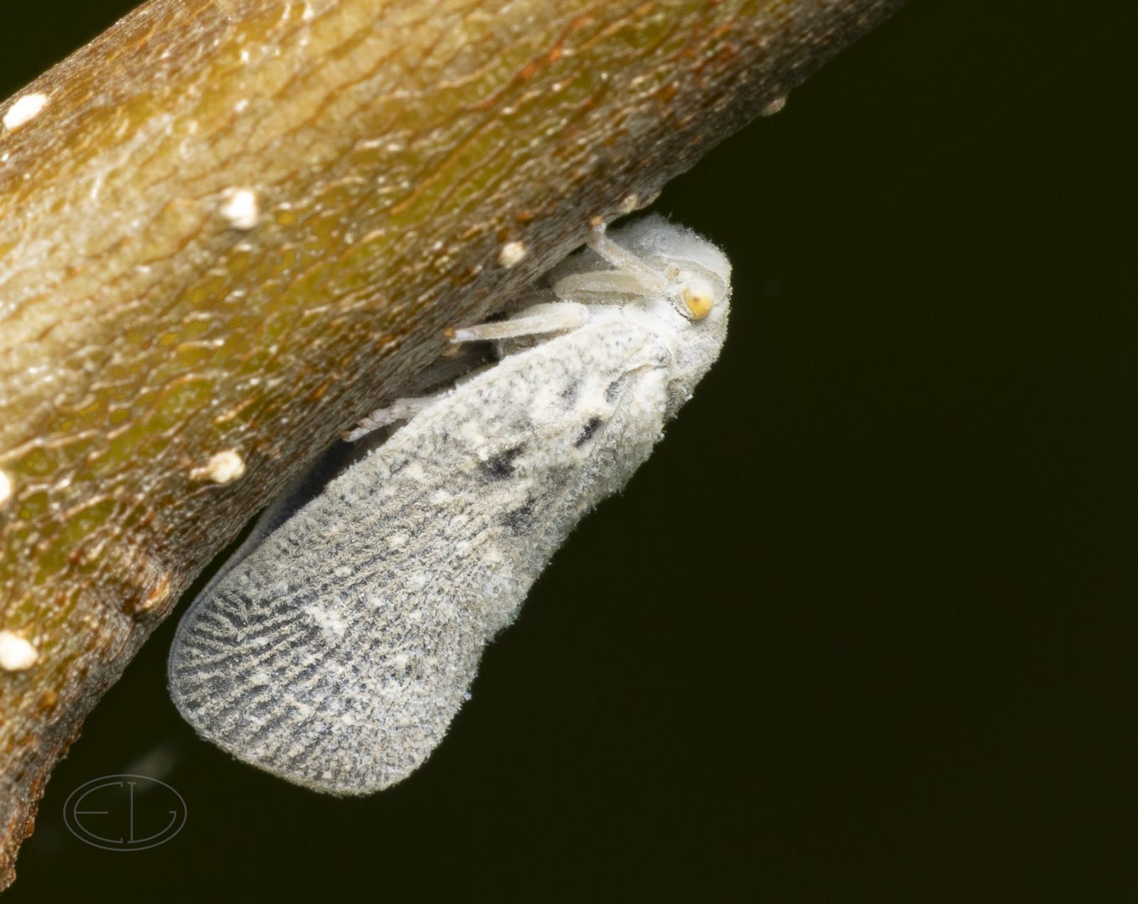 R7_E8307 Citrus Flatid Planthopper.jpg