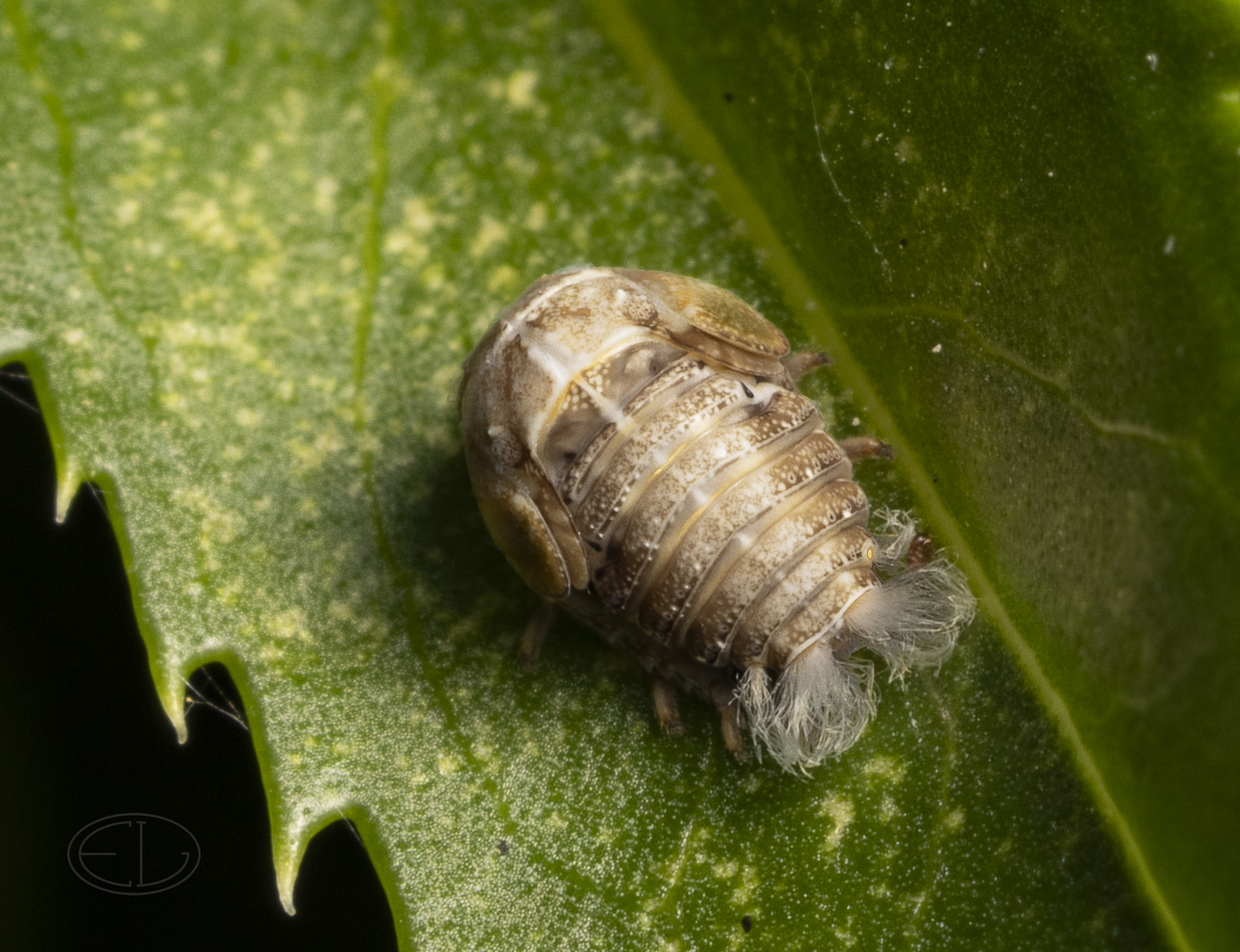 R7_E8322 Planthopper nymph.jpg