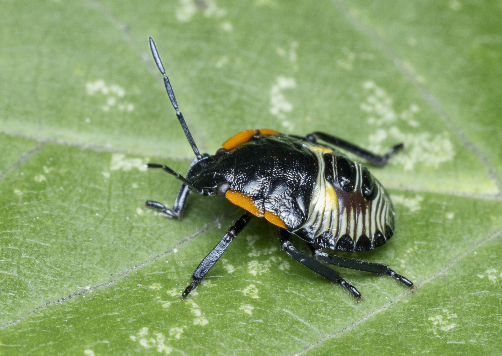 R7_E9057 Green Stink Bug nymph.jpg