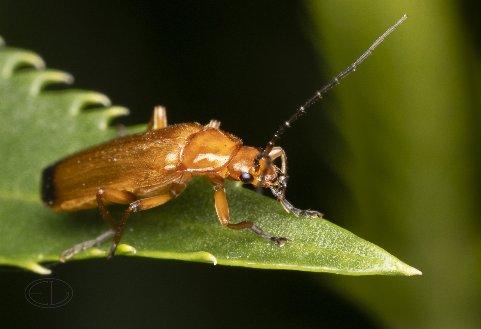 R7_E9068 Red Soldier Beetle.jpg