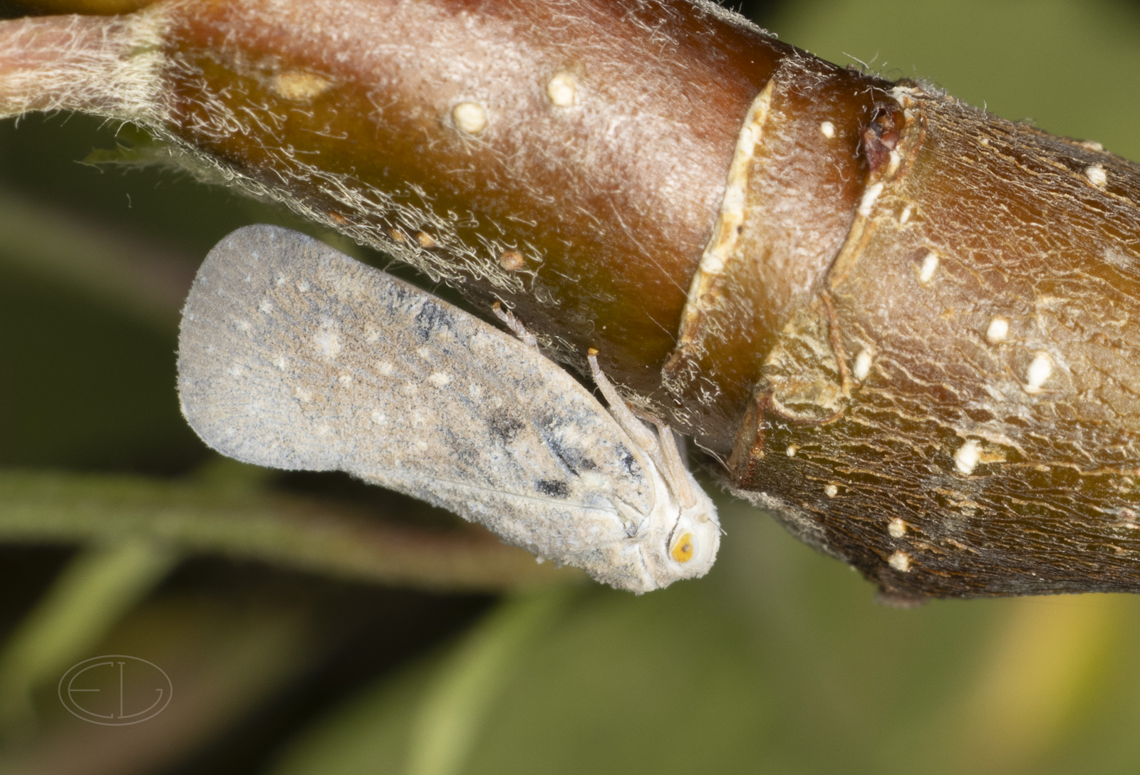 R7_E9088 Citrus Flatid Planthopper.jpg