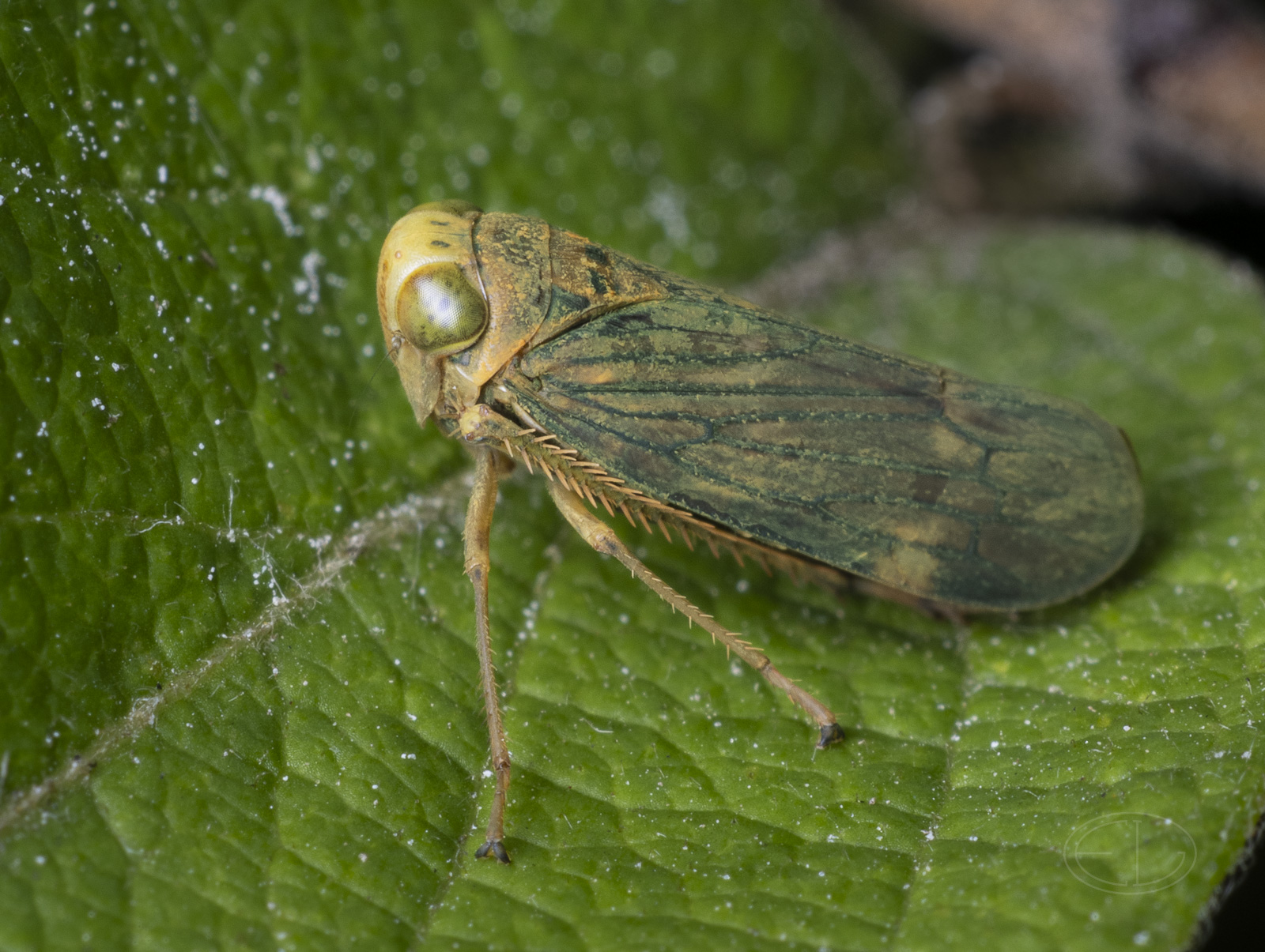 R7_E9263 Leafhopper.jpg