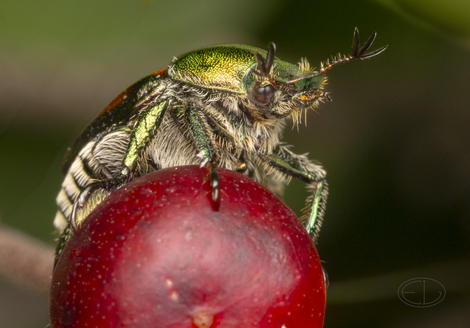 R7_E9305 Japanese Beetle.jpg